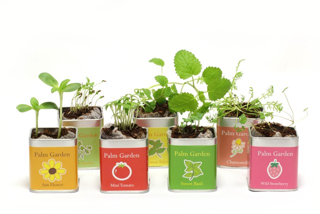 栽培セット 野菜とハーブの栽培キット 小さな栽培セット「Palm Garden」選べる3個セット