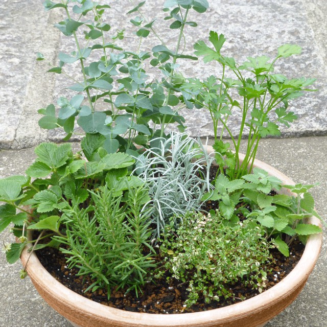 キッチンハーブ 寄せ植え